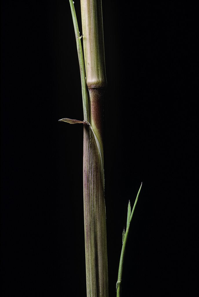Detail of Phyllostachys aureosulcata 'Aureocaulis' (yellow groove bamboo) - shoot by Anonymous