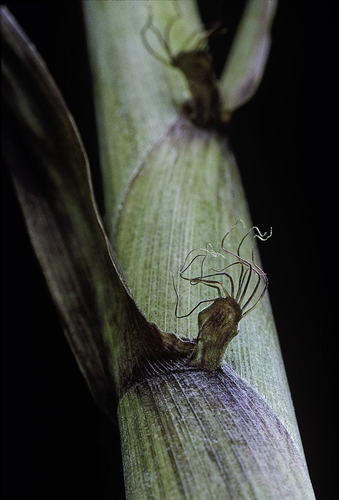 Detail of Phyllostachys aureosulcata 'Spectabilis' (showy yellow groove bamboo) - detail of the sheath by Anonymous