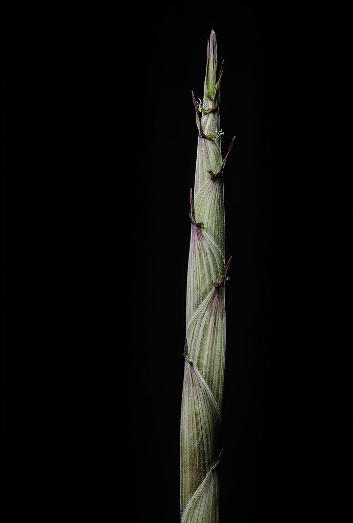 Detail of Phyllostachys aureosulcata 'Spectabilis' (showy yellow groove bamboo) - shoot by Anonymous