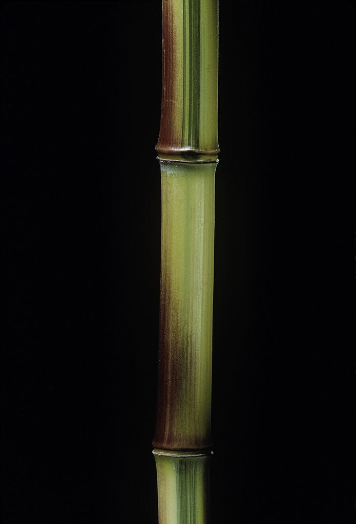 Detail of Phyllostachys aureosulcata 'Spectabilis' (showy yellow groove bamboo) by Anonymous