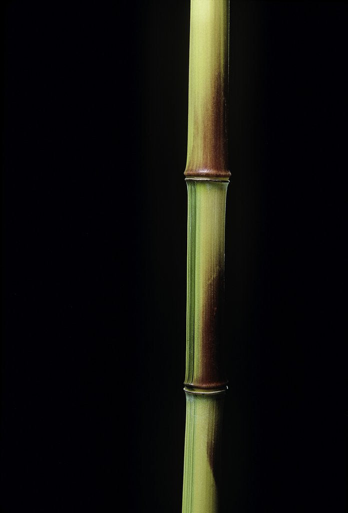Detail of Phyllostachys aureosulcata 'Spectabilis' (showy yellow groove bamboo) by Corbis