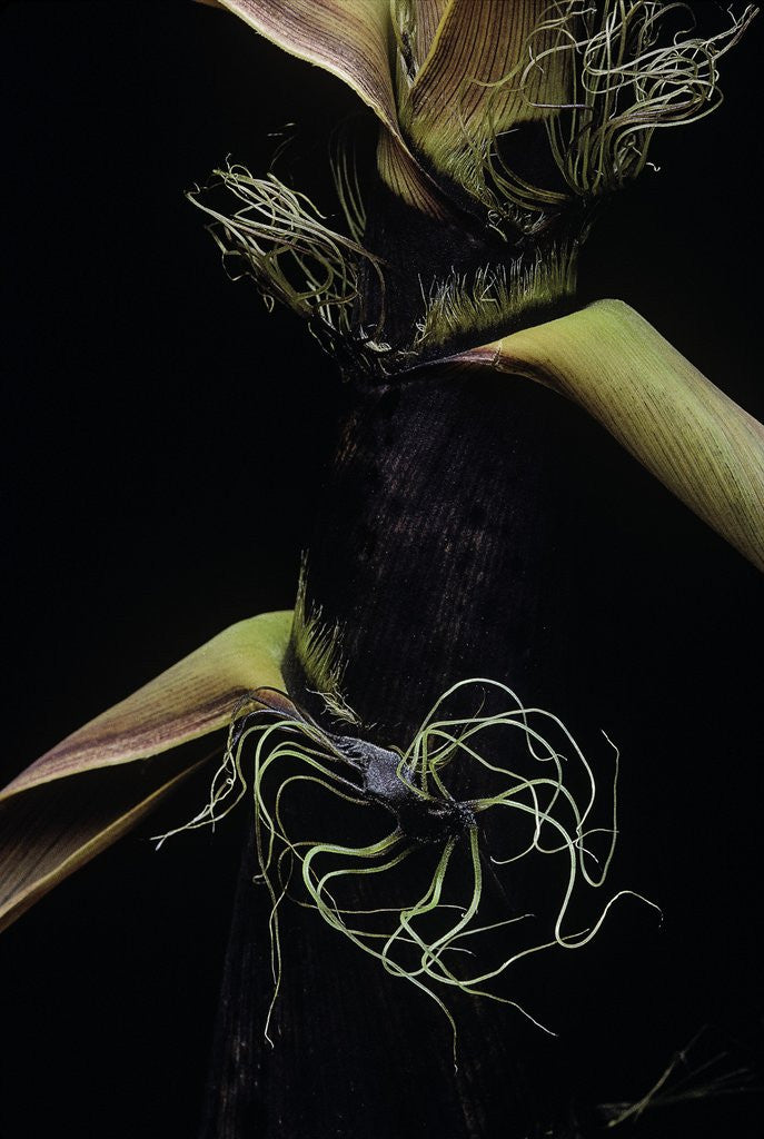 Detail of Phyllostachys bambusoides (Japanese timbler bamboo) - detail of the shoot by Anonymous