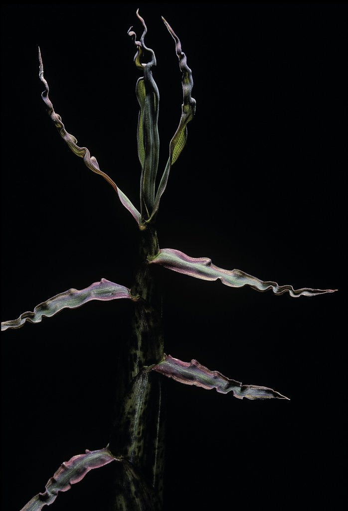 Detail of Phyllostachys bambusoides (Japanese timbler bamboo) - shoot by Anonymous