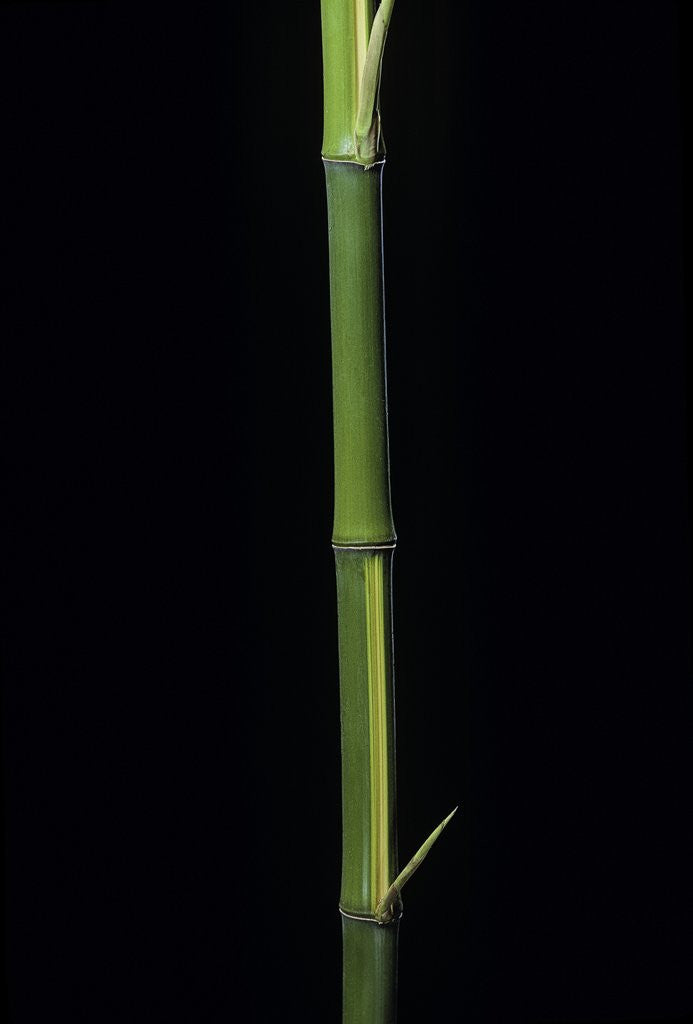 Detail of Phyllostachys bambusoides 'Castillioni-inversa' (Castillon bamboo) by Anonymous
