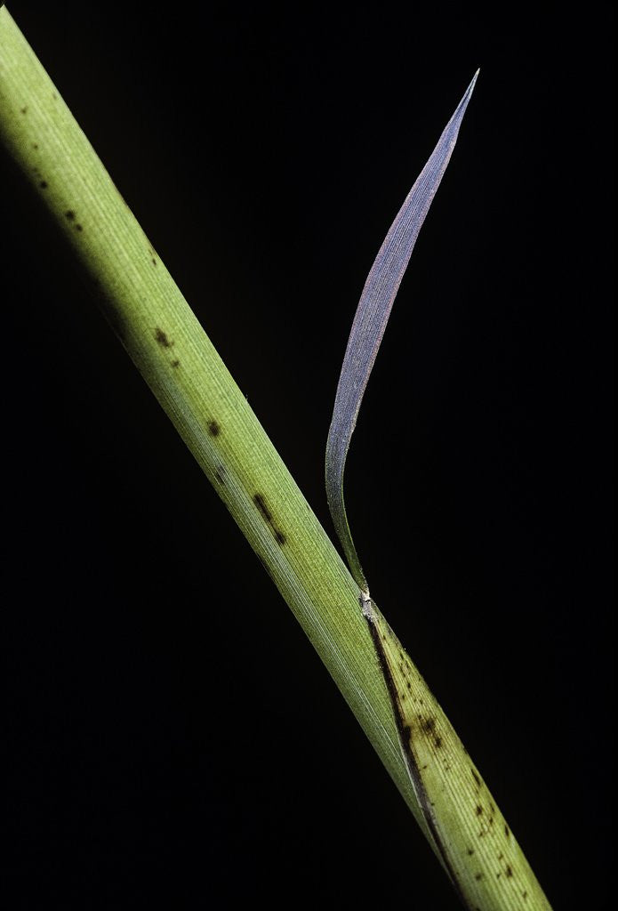 Detail of Phyllostachys bambusoides 'Castillioni-inversa' (Castillon bamboo) by Anonymous