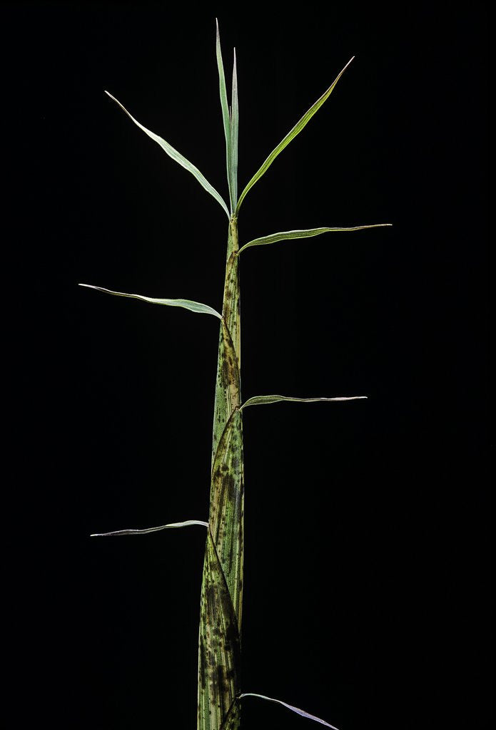 Detail of Phyllostachys bambusoides 'Castillonii' (Castillon bamboo) - shoot by Corbis