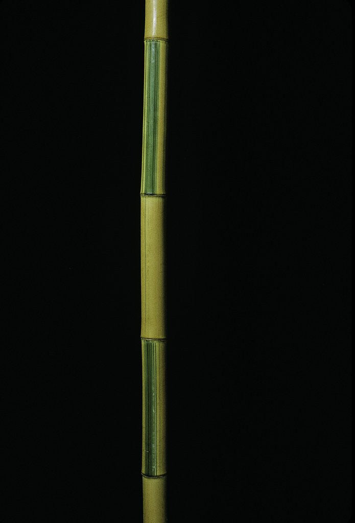 Detail of Phyllostachys bambusoides 'Castillonii' (Castillon bamboo) by Anonymous