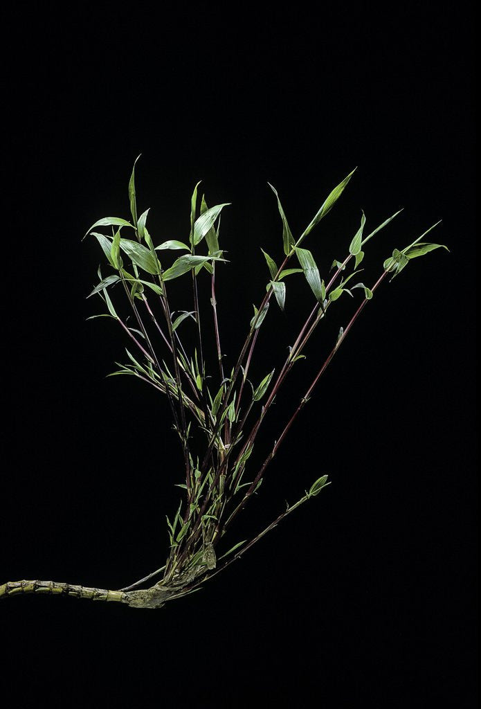 Detail of Phyllostachys bambusoides 'Castillonii' (Castillon bamboo) by Anonymous