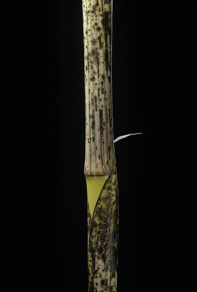 Detail of Phyllostachys bambusoides 'Holochrysa' (allgold bamboo) - young culm by Anonymous