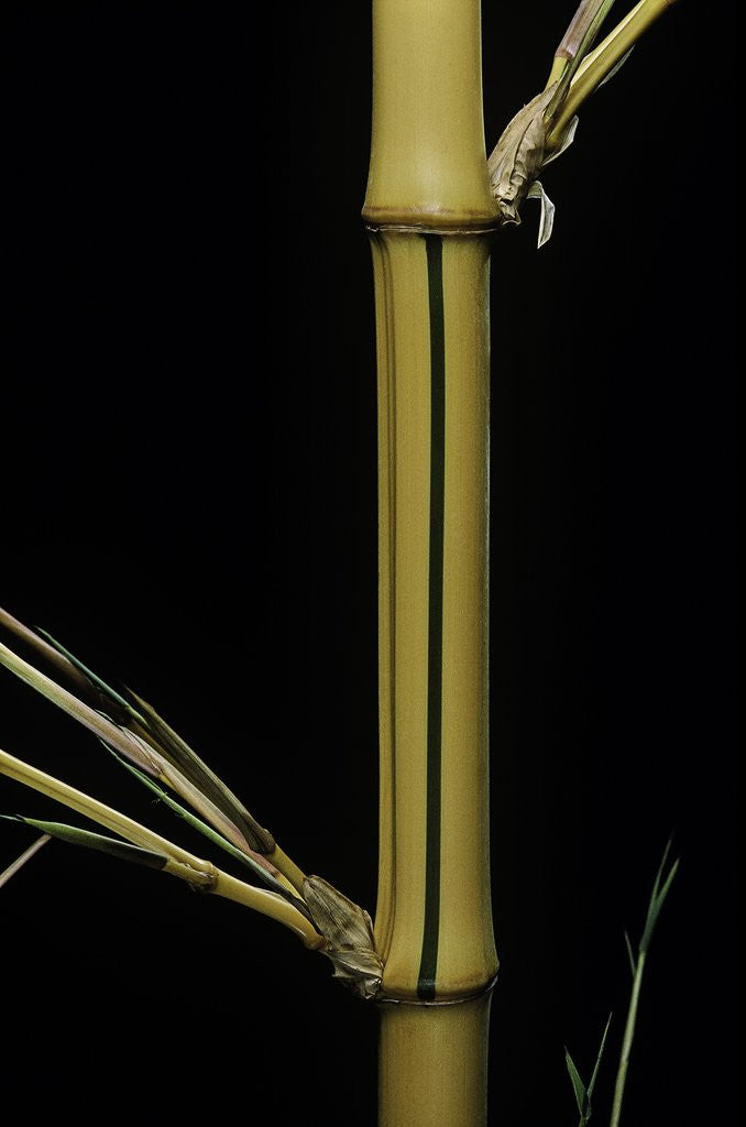 Detail of Phyllostachys bambusoides 'Holochrysa' (allgold bamboo) by Anonymous