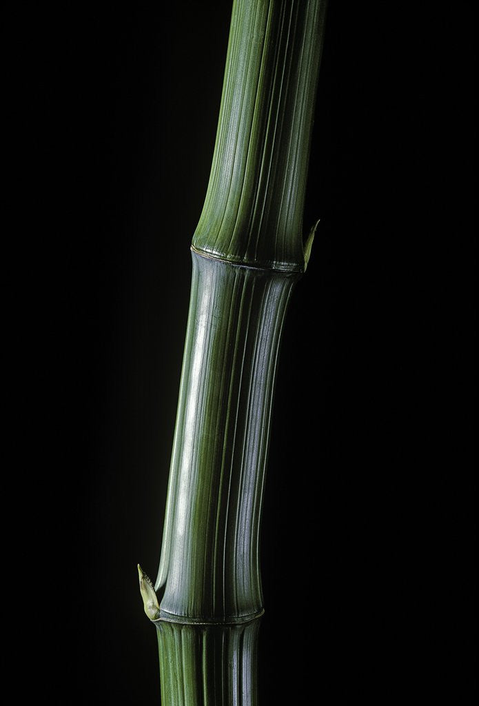 Detail of Phyllostachys bambusoides 'Marliacea' (Japanese timbler bamboo) by Anonymous