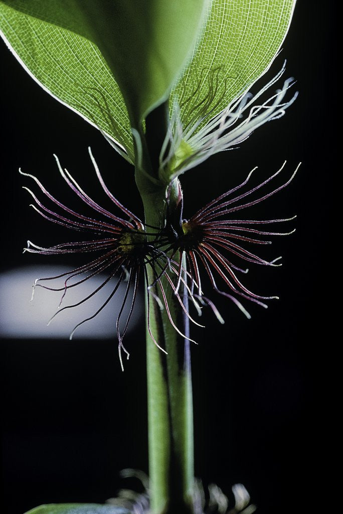 Detail of Phyllostachys bambusoides 'Violascens' (Japanese timbler bamboo) - cilia by Anonymous