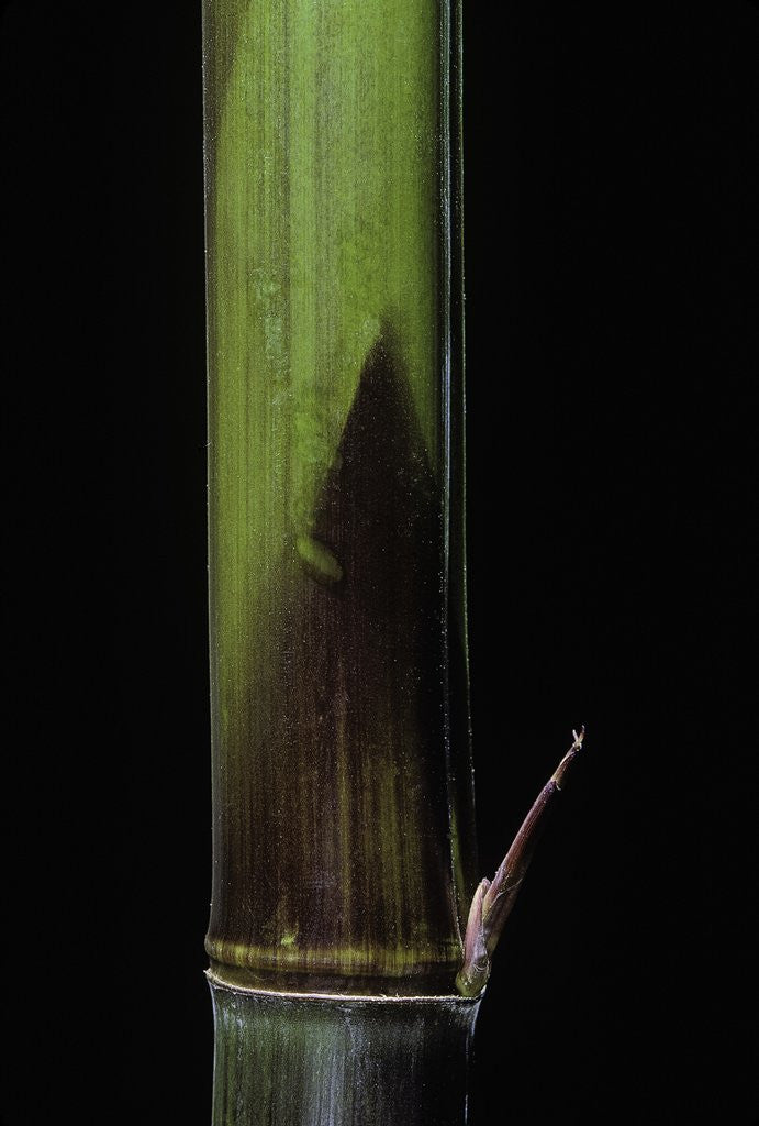 Detail of Phyllostachys bambusoides 'Violascens' (Japanese timbler bamboo) - young culm by Anonymous