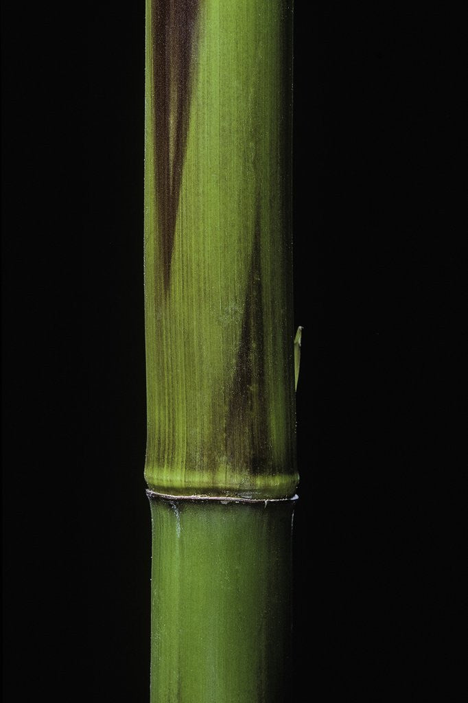 Detail of Phyllostachys bambusoides 'Violascens' (Japanese timbler bamboo) - young culm by Anonymous