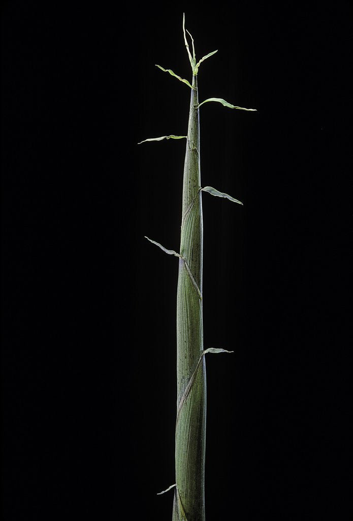 Detail of Phyllostachys bambusoides 'Violascens' (Japanese timbler bamboo) - shoot by Anonymous