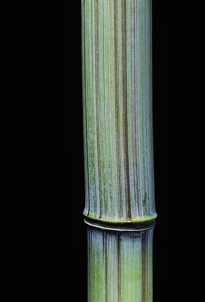 Detail of Phyllostachys bambusoides 'Violascens' (Japanese timbler bamboo) by Anonymous