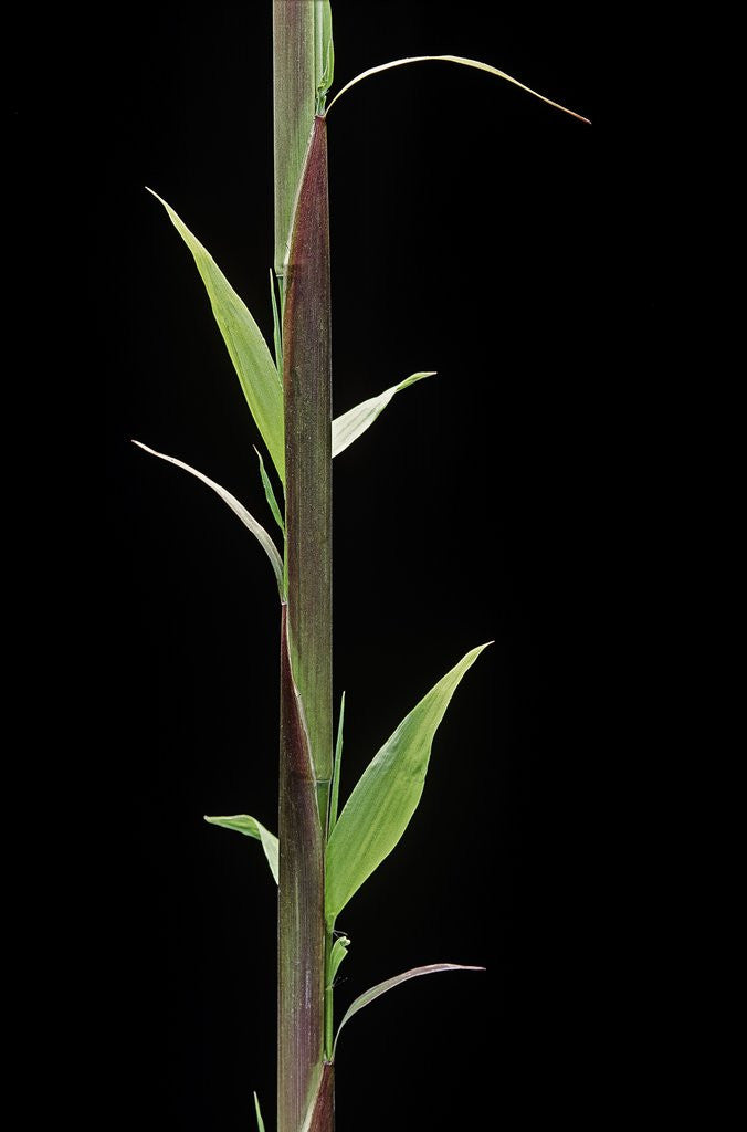 Detail of Phyllostachys decora (beautiful bamboo) - shoot by Anonymous