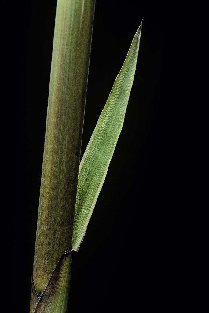 Detail of Phyllostachys decora (beautiful bamboo) - detail of the sheath by Anonymous
