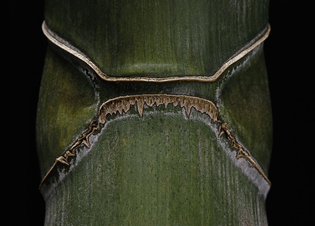 Detail of Phyllostachys edulis var. heterocycla (tortoiseshell bamboo, Kikkouchiku) by Anonymous