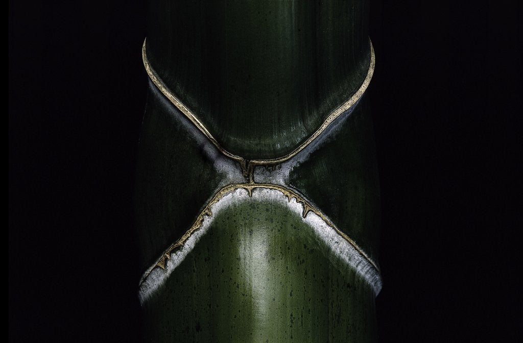 Detail of Phyllostachys edulis var. heterocycla (tortoiseshell bamboo, Kikkouchiku) by Anonymous