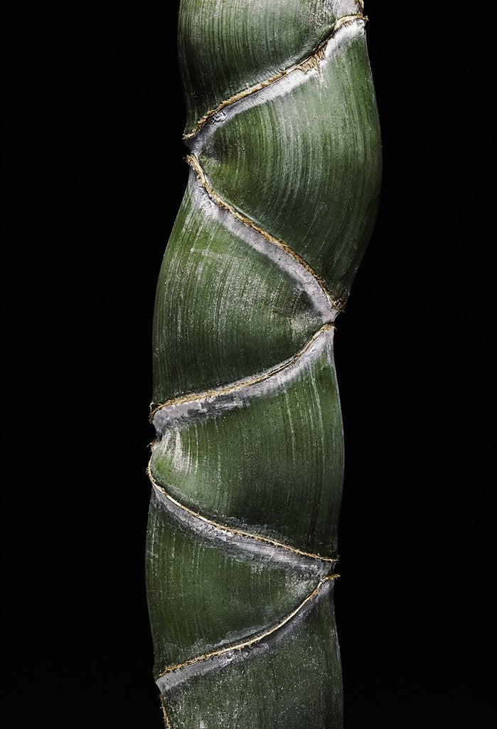 Detail of Phyllostachys edulis var. heterocycla (tortoiseshell bamboo, Kikkouchiku) by Anonymous