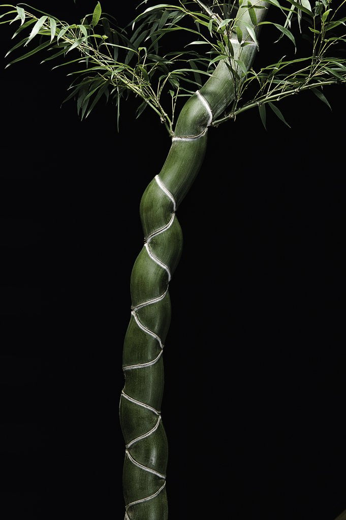 Detail of Phyllostachys edulis var. heterocycla (tortoiseshell bamboo, Kikkouchiku) by Anonymous