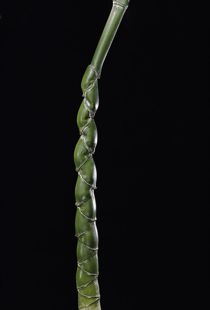Detail of Phyllostachys edulis var. heterocycla (tortoiseshell bamboo, Kikkouchiku) by Anonymous