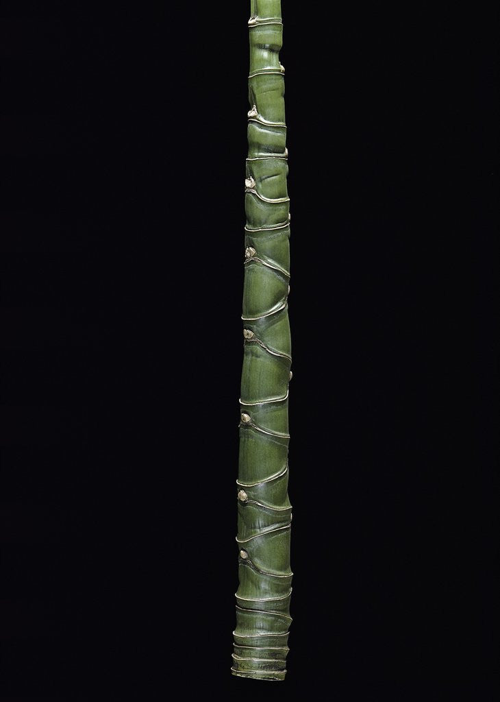 Detail of Phyllostachys edulis var. heterocycla (tortoiseshell bamboo, Kikkouchiku) by Anonymous