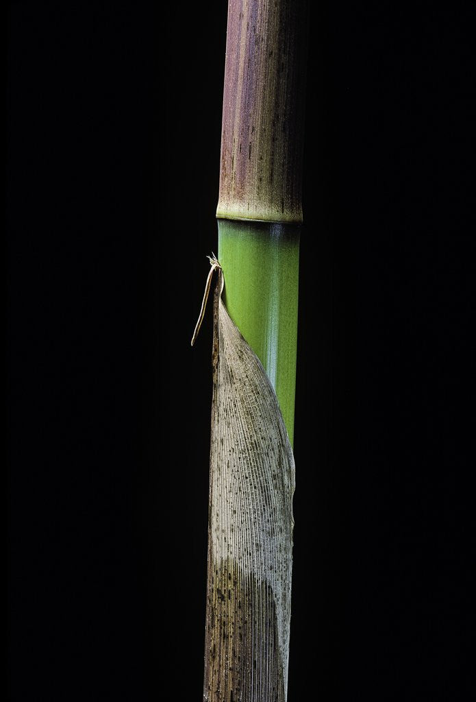 Detail of Phyllostachys flexuosa (sinuate bamboo) - young culm by Anonymous