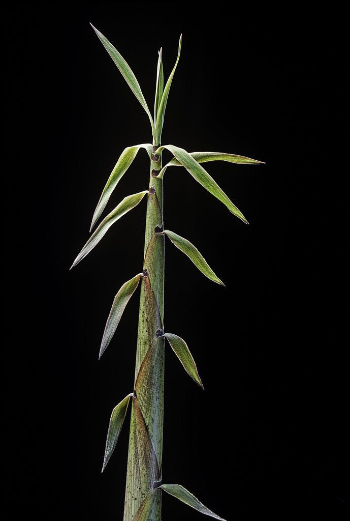 Detail of Phyllostachys flexuosa (sinuate bamboo) - shoot by Anonymous