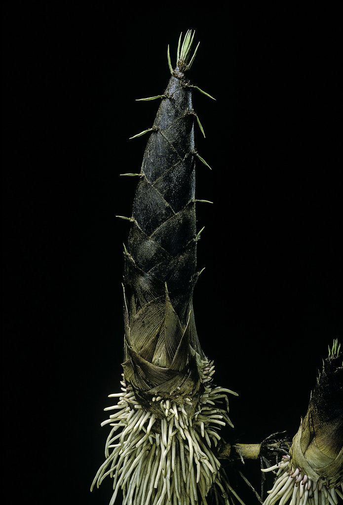 Detail of Phyllostachys pubescens (Moso bamboo) - shoot by Anonymous