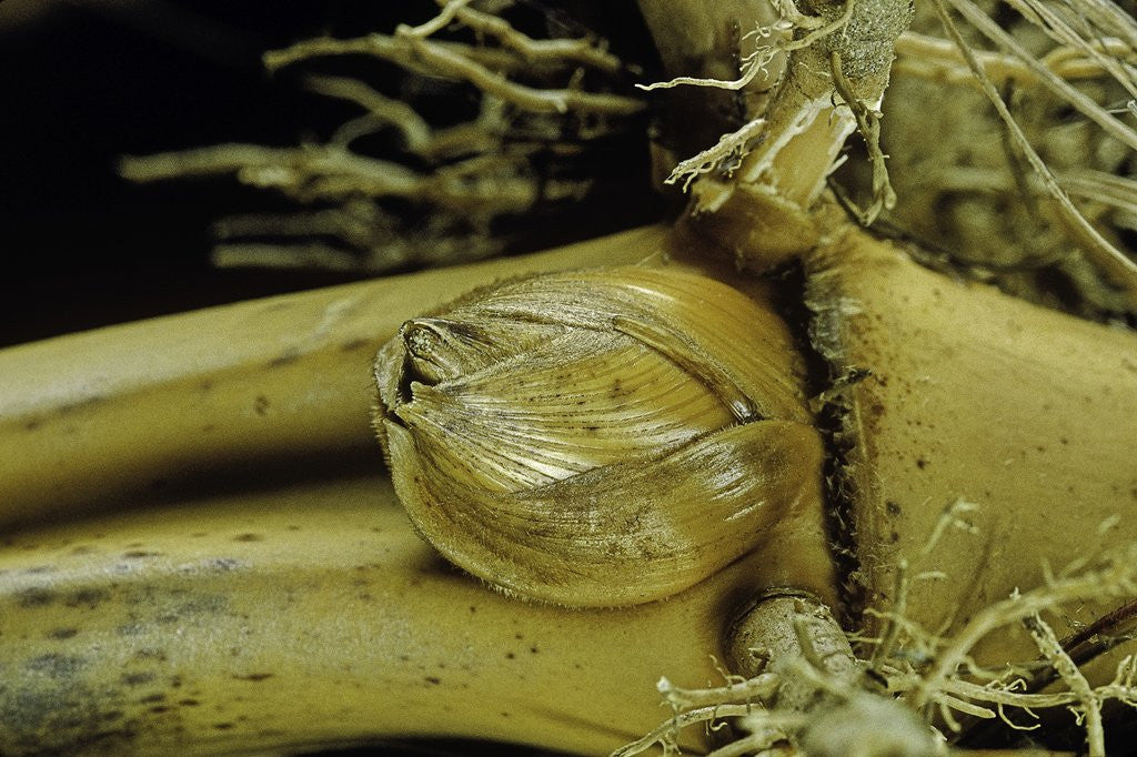 Detail of Phyllostachys pubescens (Moso bamboo) - rhizome bud by Anonymous