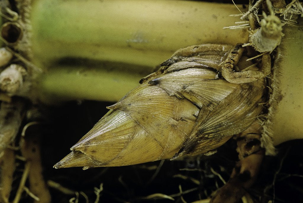 Detail of Phyllostachys pubescens (Moso bamboo) - rhizome bud by Anonymous