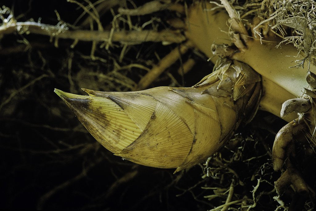 Detail of Phyllostachys pubescens (Moso bamboo) - rhizome bud by Anonymous