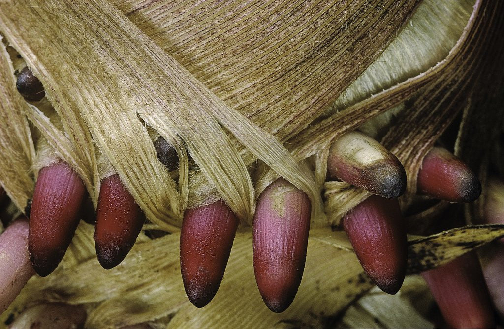 Detail of Phyllostachys pubescens (Moso bamboo) - young roots by Anonymous
