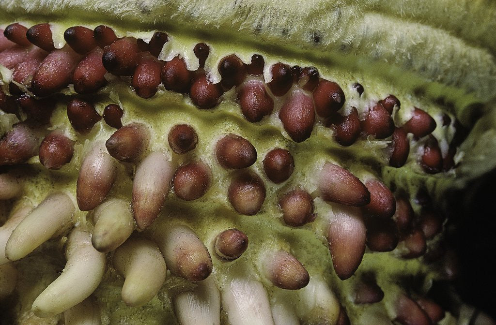 Detail of Phyllostachys pubescens (Moso bamboo) - young roots by Anonymous