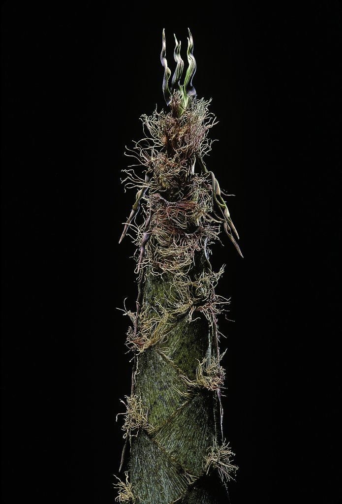 Detail of Phyllostachys pubescens (Moso bamboo) - shoot by Anonymous