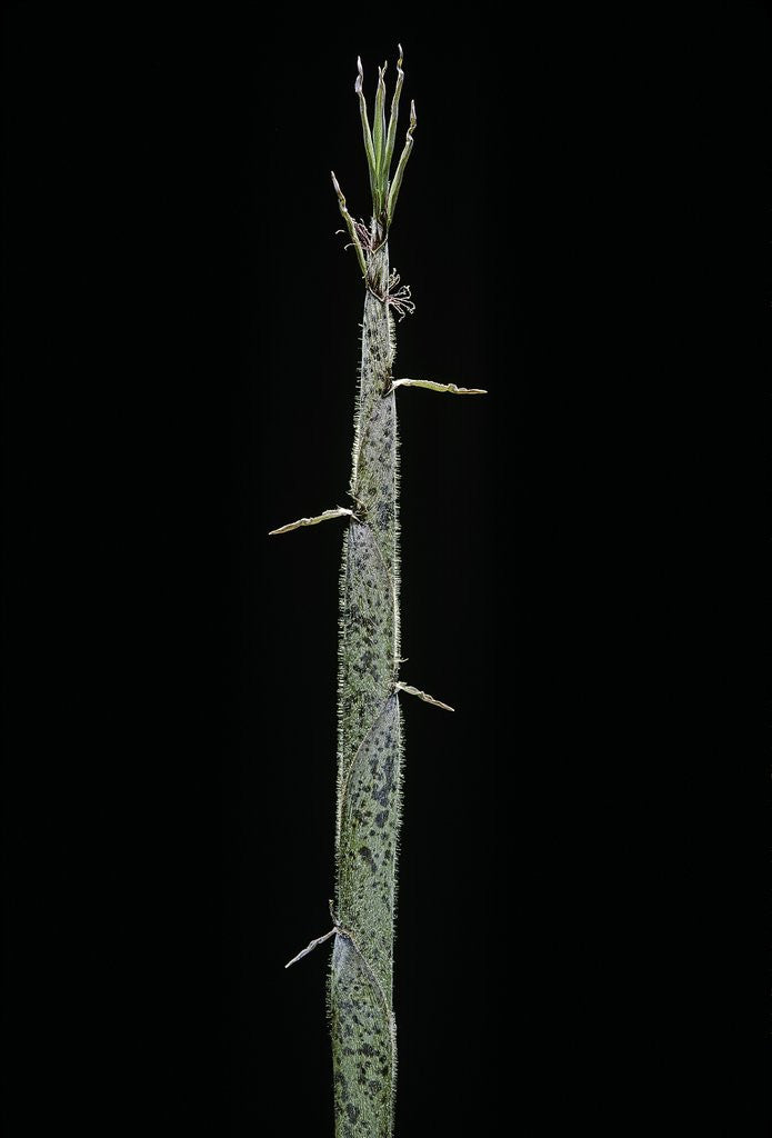 Detail of Phyllostachys pubescens (Moso bamboo) - shoot by Anonymous