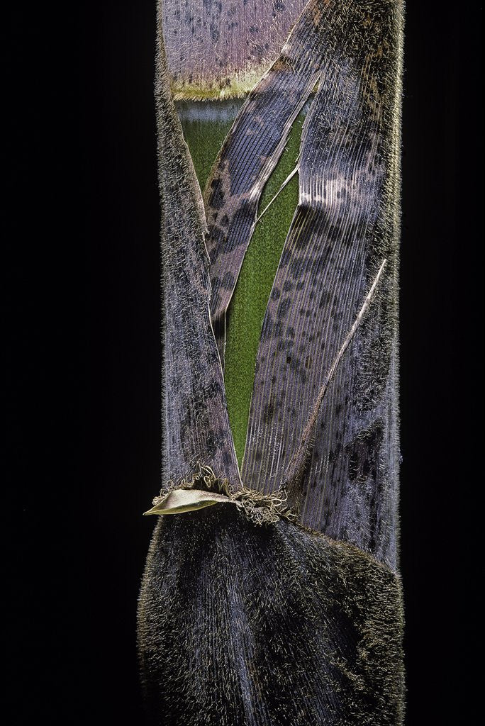 Detail of Phyllostachys pubescens (Moso bamboo) - young culm by Anonymous