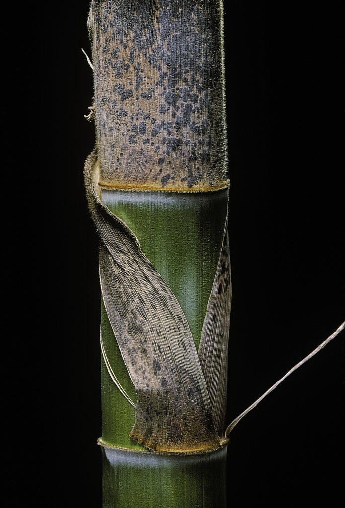 Detail of Phyllostachys pubescens (Moso bamboo) - young culm by Anonymous