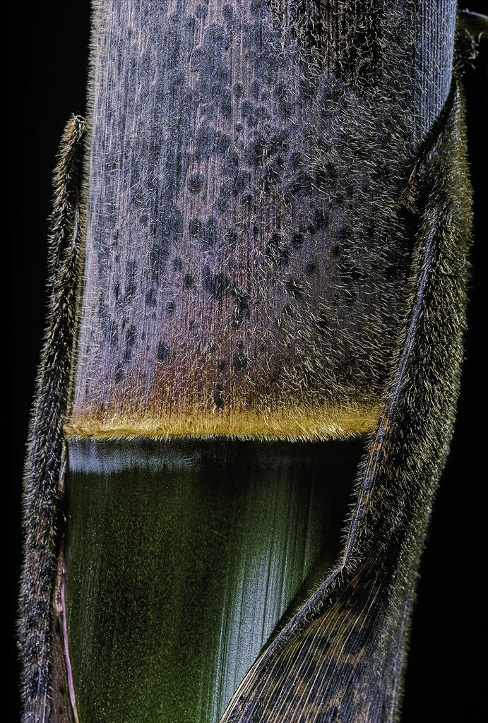 Detail of Phyllostachys pubescens (Moso bamboo) - young culm by Anonymous