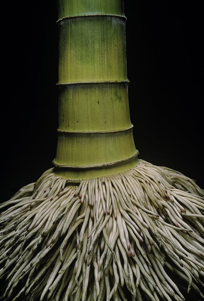 Detail of Phyllostachys pubescens (Moso bamboo) - roots by Corbis