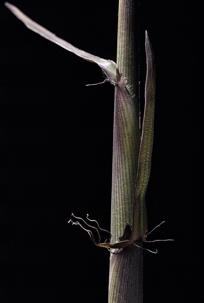 Detail of Phyllostachys humilis (bamboo) - shoot by Anonymous