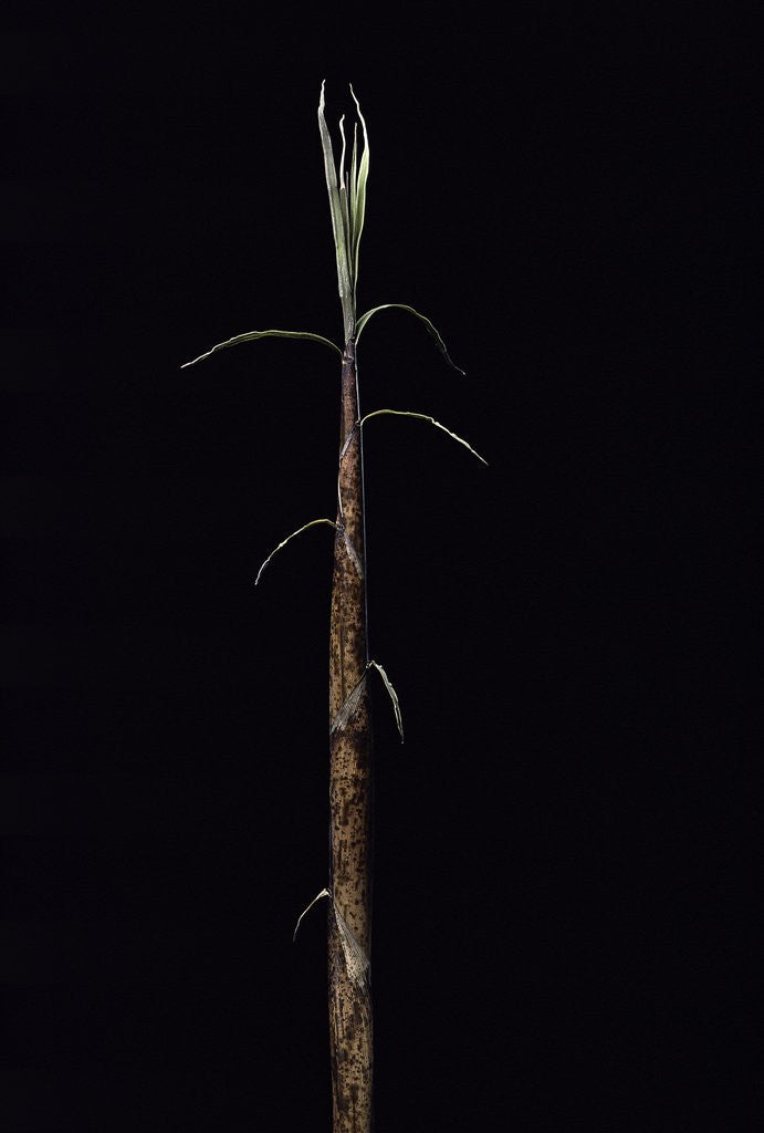 Detail of Phyllostachys incarnata (bamboo) - shoot by Anonymous