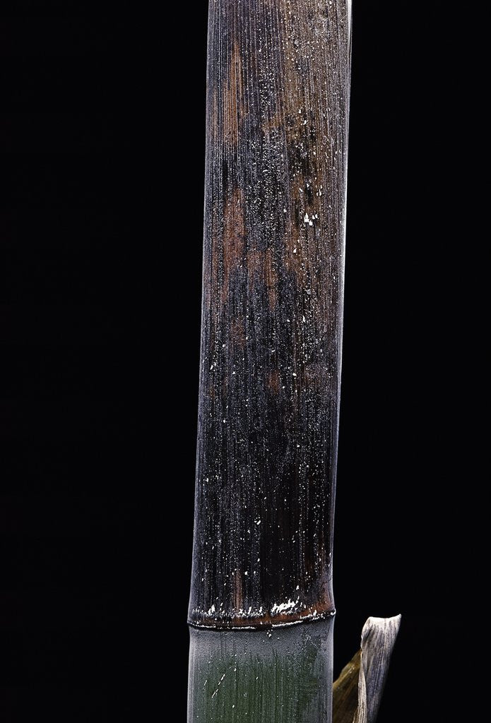 Detail of Phyllostachys iridescens (bamboo) - young culm by Anonymous
