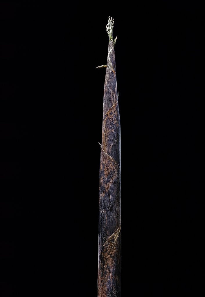 Detail of Phyllostachys iridescens (bamboo) - shoot by Anonymous