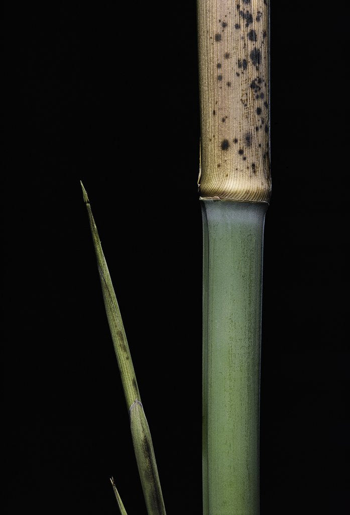 Detail of Phyllostachys meyeri (Meyer's bambo) - young culm by Anonymous