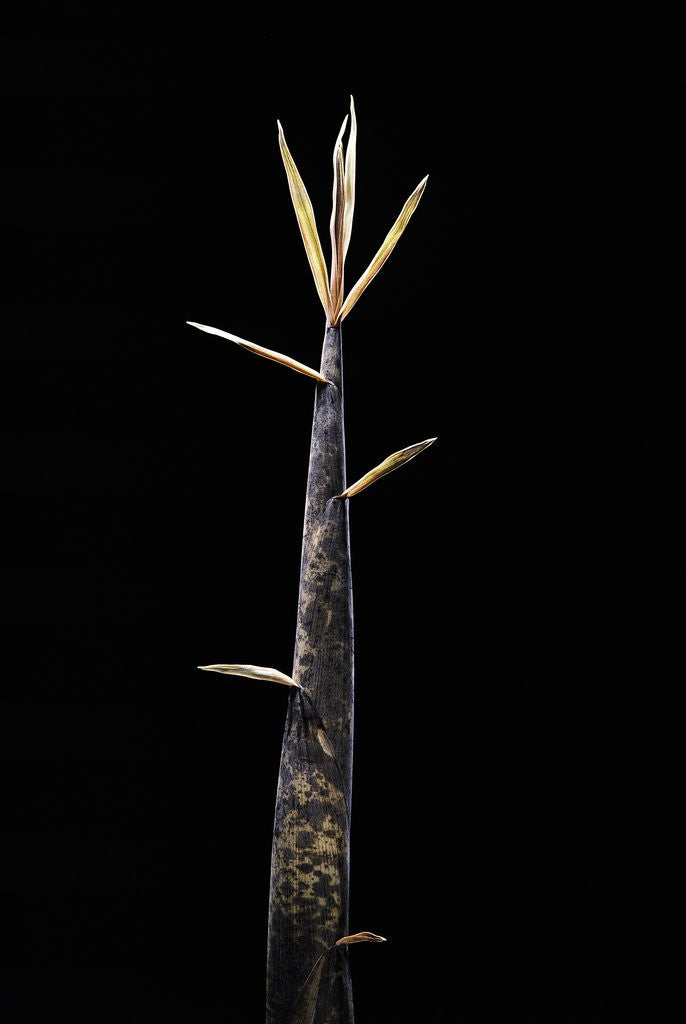 Detail of Phyllostachys meyeri (Meyer's bambo) - shoot by Anonymous