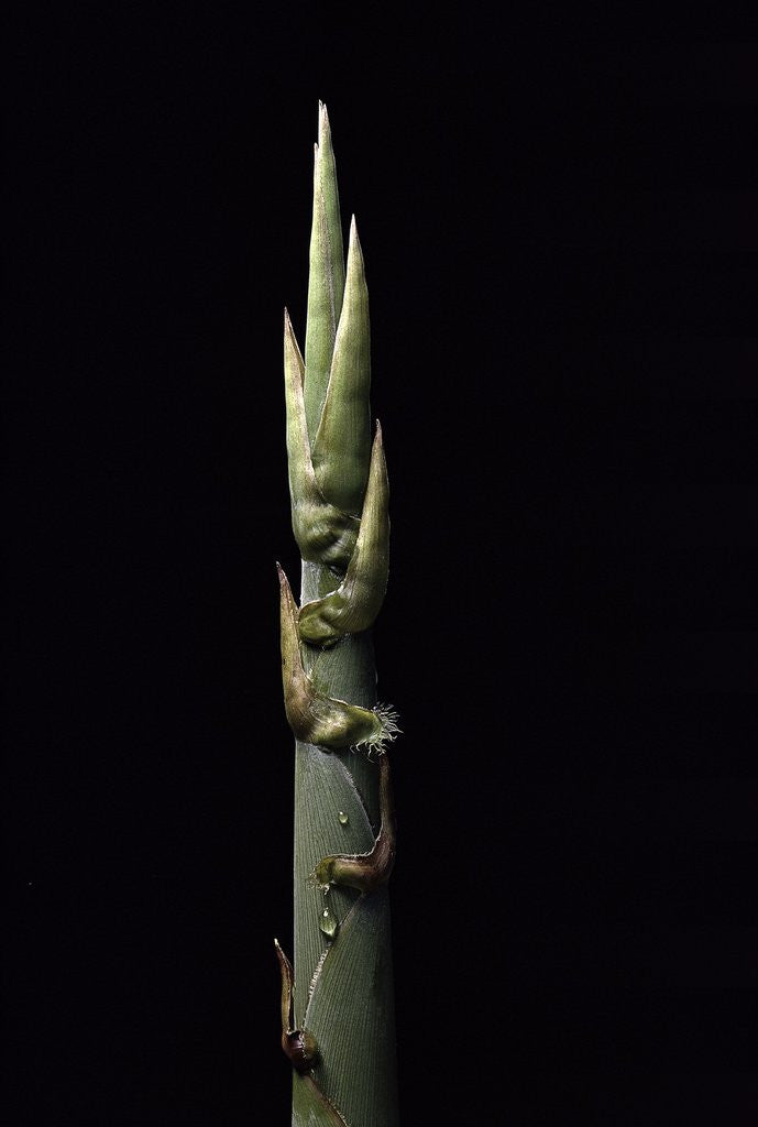 Detail of Phyllostachys nidularia (broom bamboo) - shoot by Anonymous