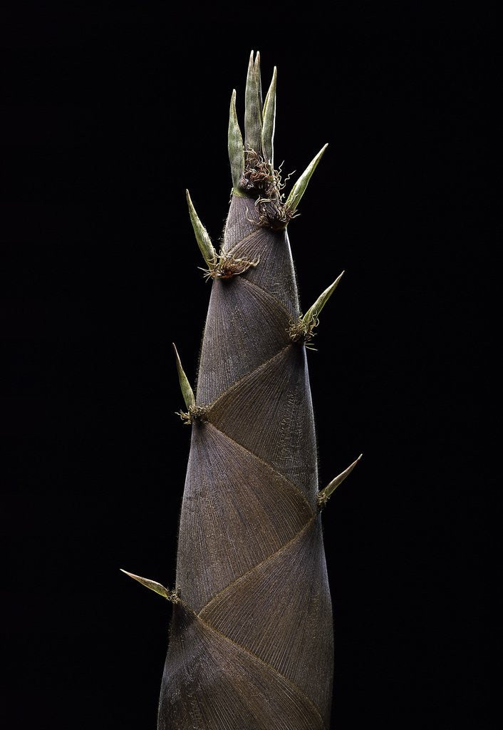 Detail of Phyllostachys nigra (black bamboo) - shoot by Corbis